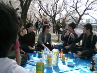 hanami01.jpg