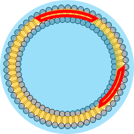 vesicle