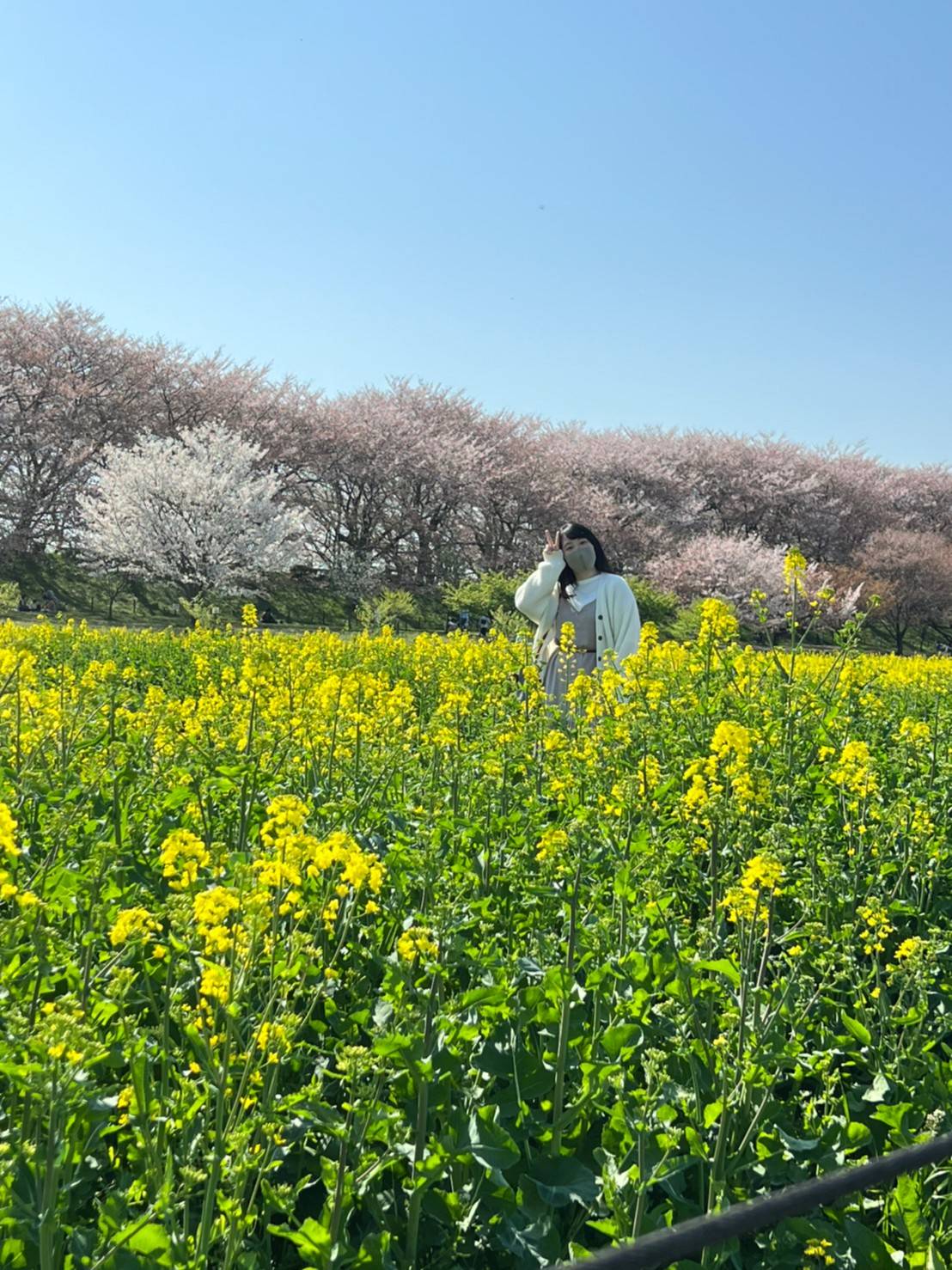 写真の説明を入れます