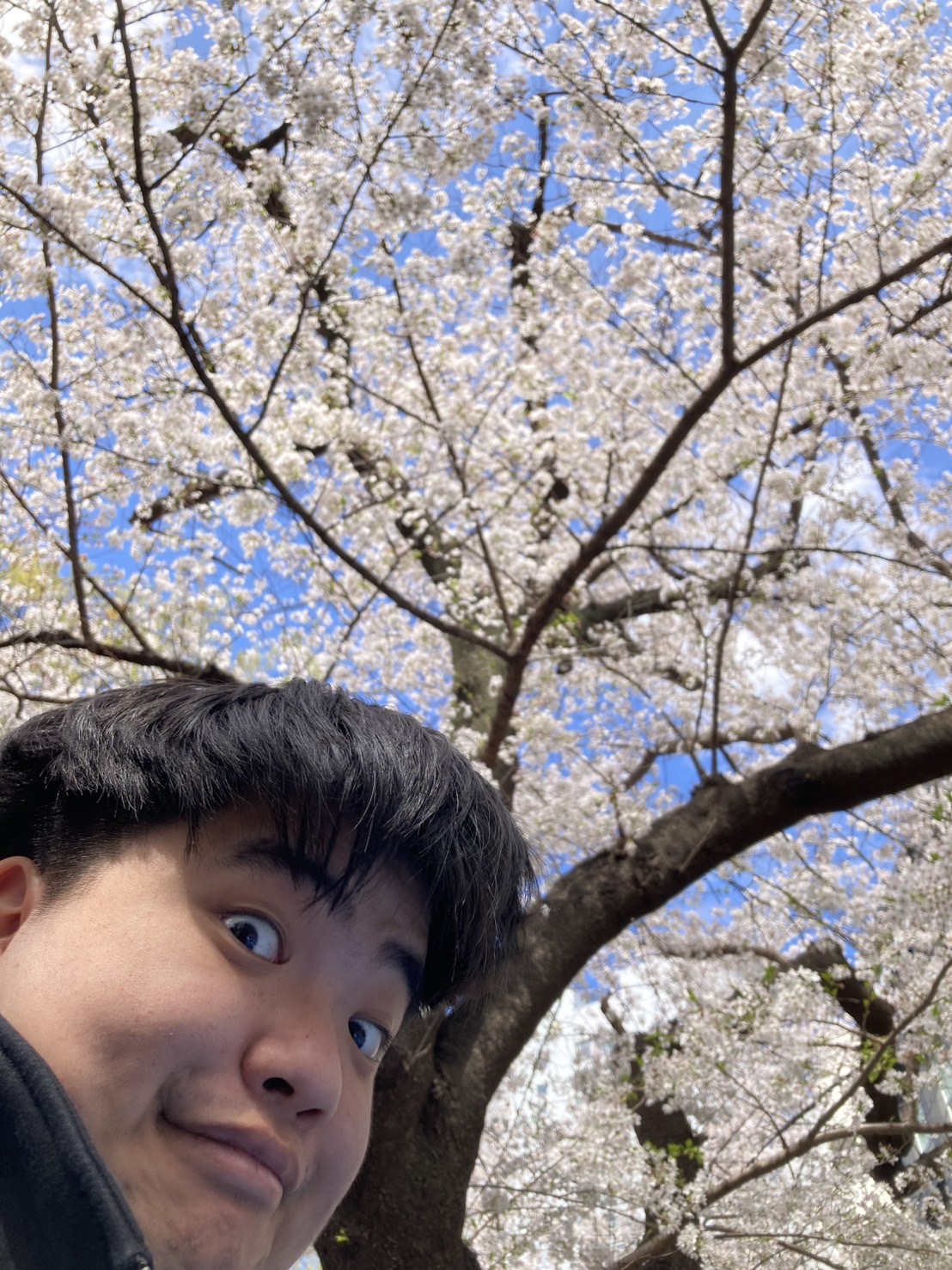写真の説明を入れます